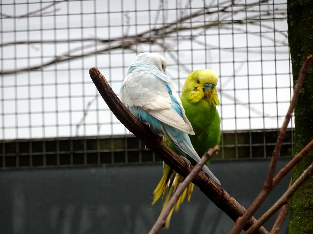 Parakeets at an Aviary at BestZoo