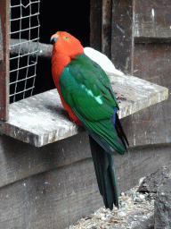 Parrot at an Aviary at BestZoo