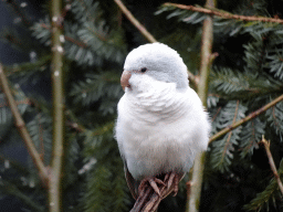 Parakeet at an Aviary at BestZoo