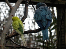 Parrots at an Aviary at BestZoo