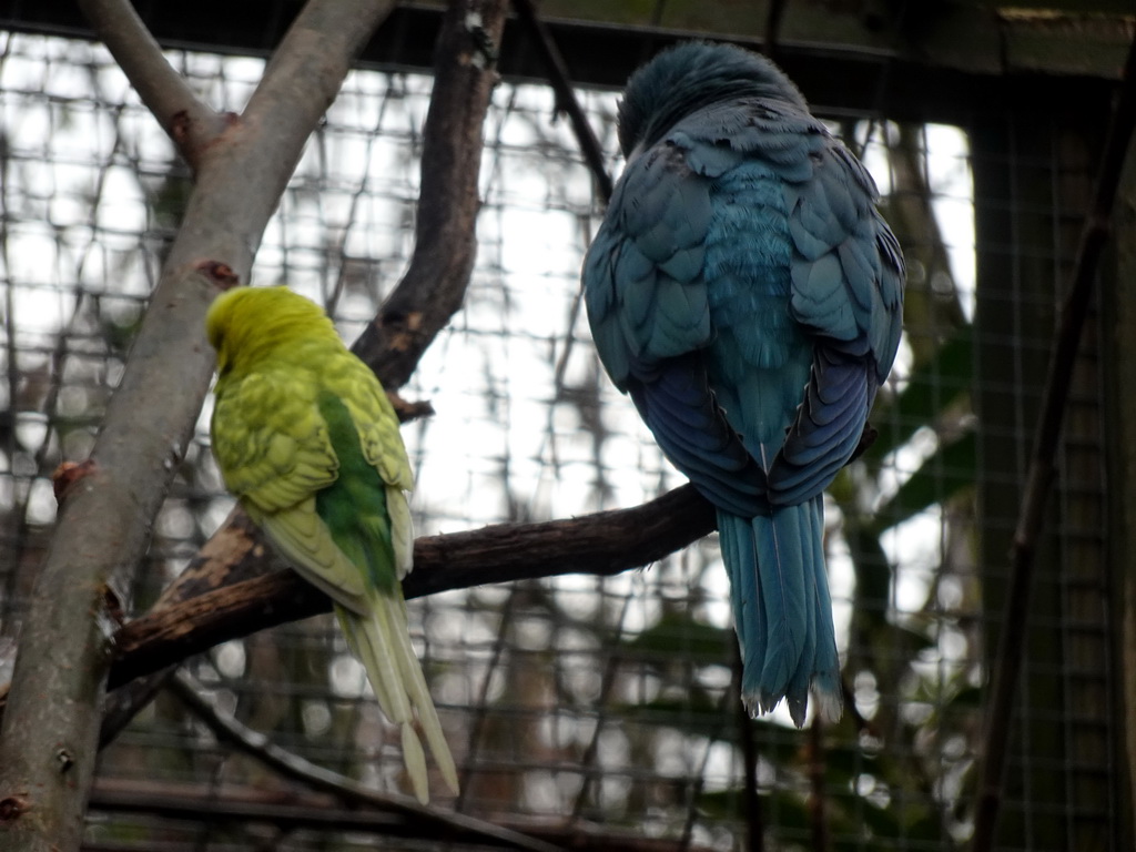 Parrots at an Aviary at BestZoo