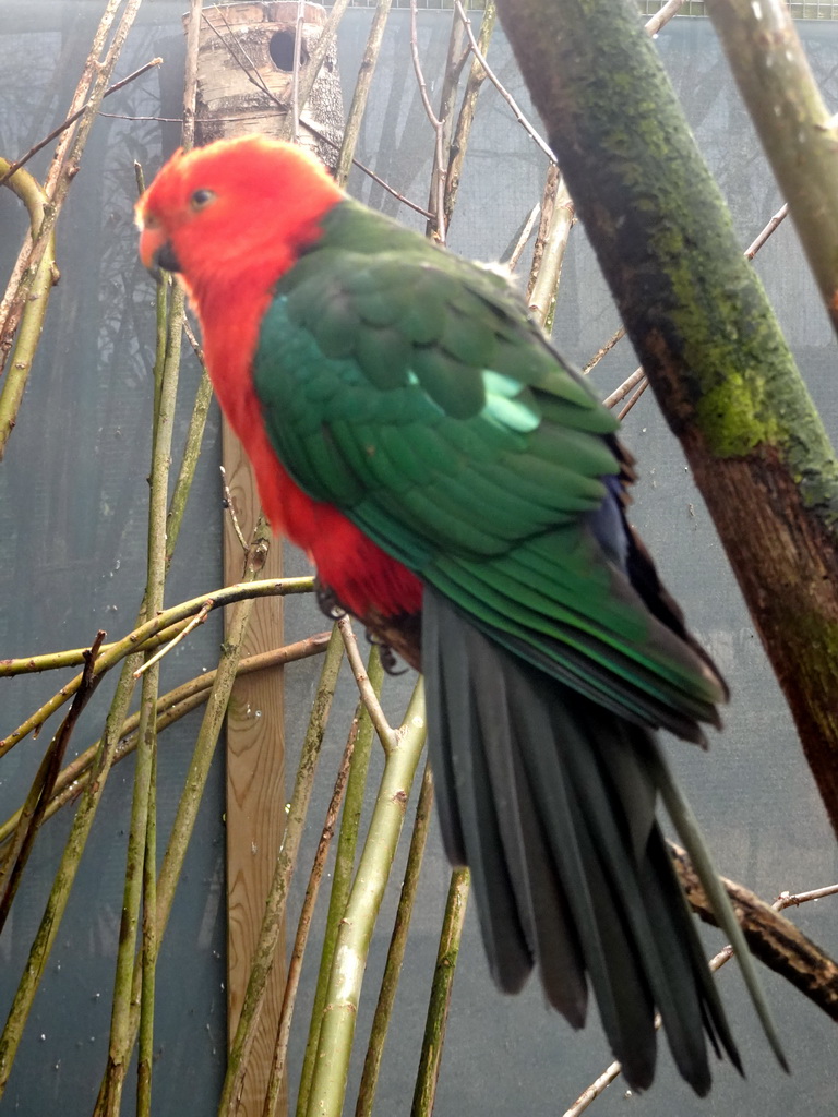 Parrot at an Aviary at BestZoo