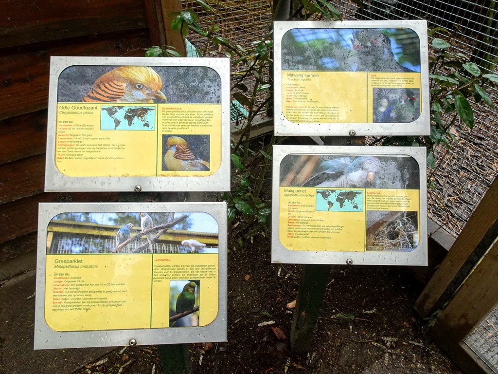 Explanation on the Golden Pheasant, the Budgerigar, the White-cheeked Turaco and the Monk Parakeet at BestZoo