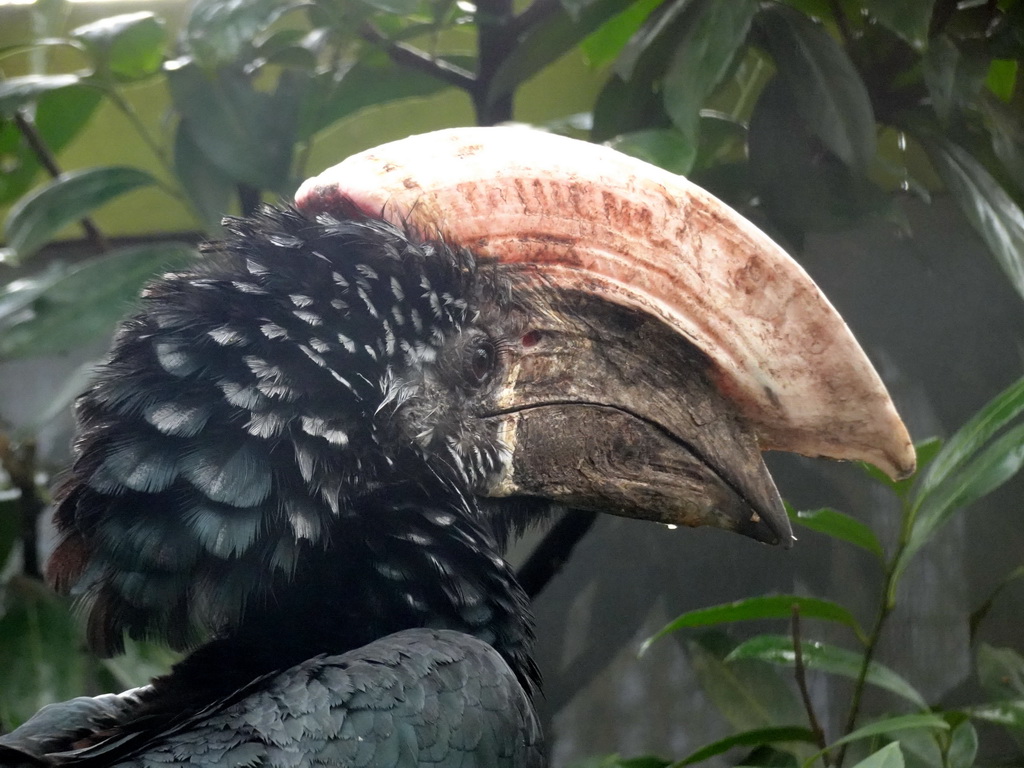 Silvery-cheeked Hornbill at BestZoo