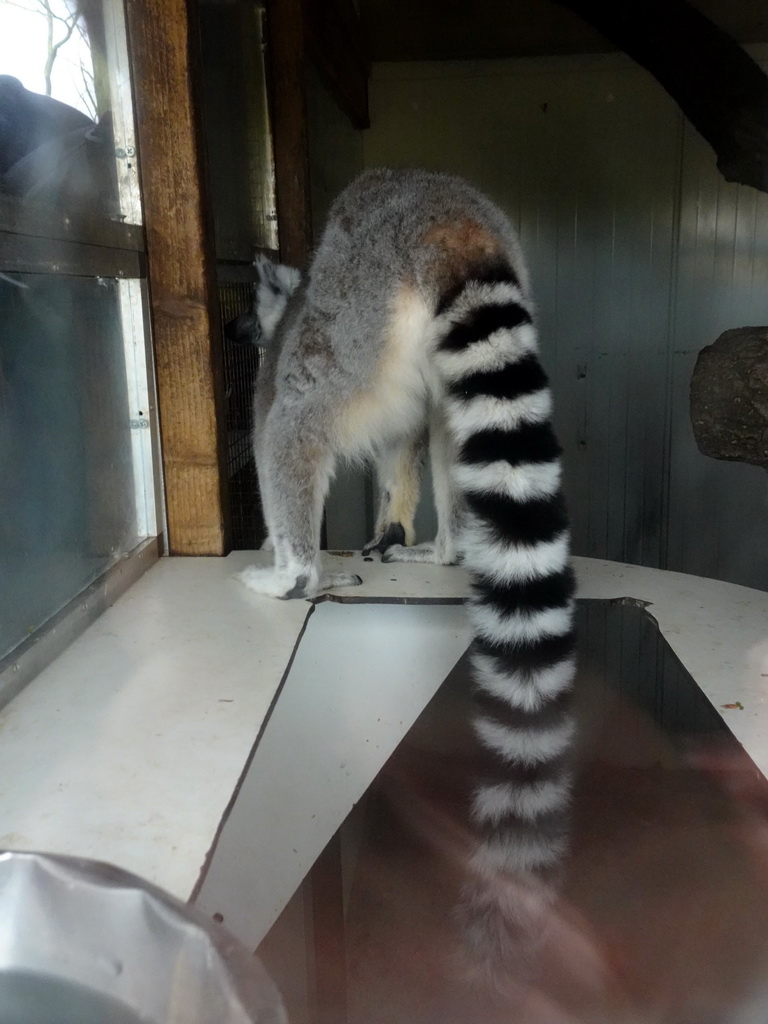 Ring-tailed Lemur at BestZoo