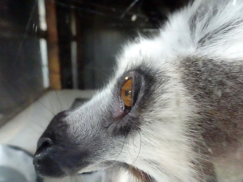 Ring-tailed Lemur at BestZoo