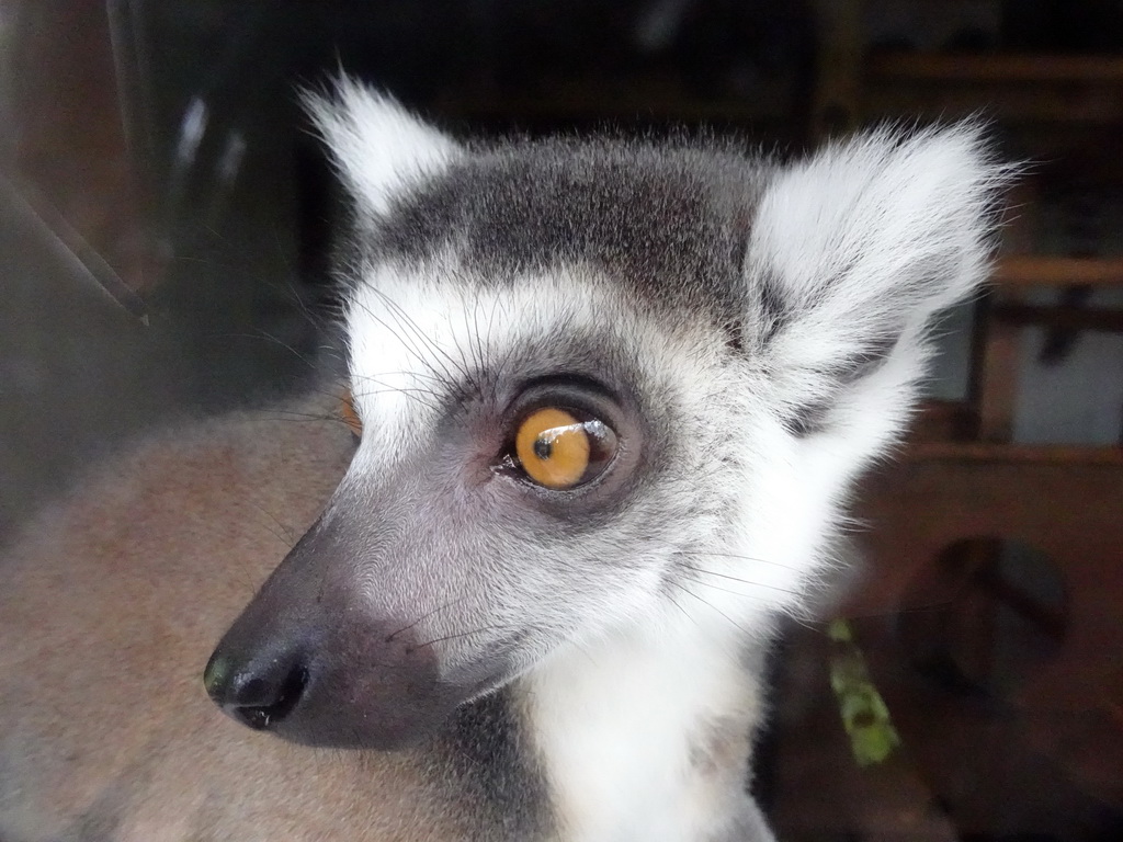 Ring-tailed Lemur at BestZoo