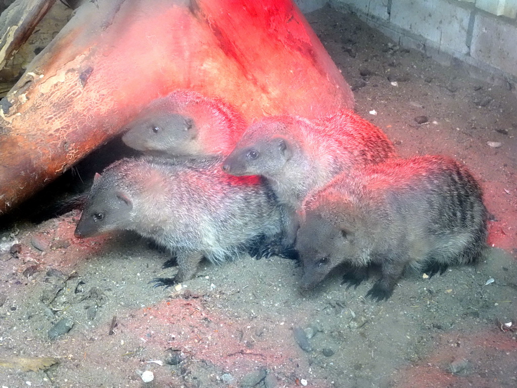 Banded Mongooses at BestZoo