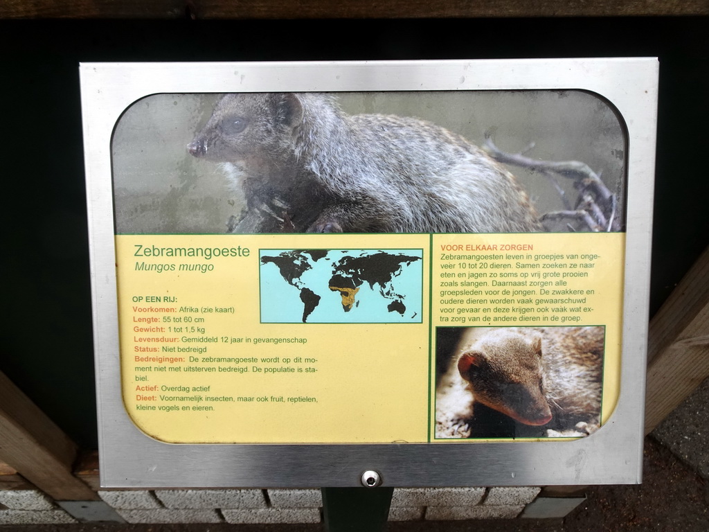 Explanation on the Banded Mongoose at BestZoo