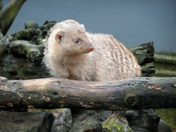 Banded Mongoose at BestZoo