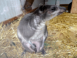 White-striped Dorcopsis at BestZoo