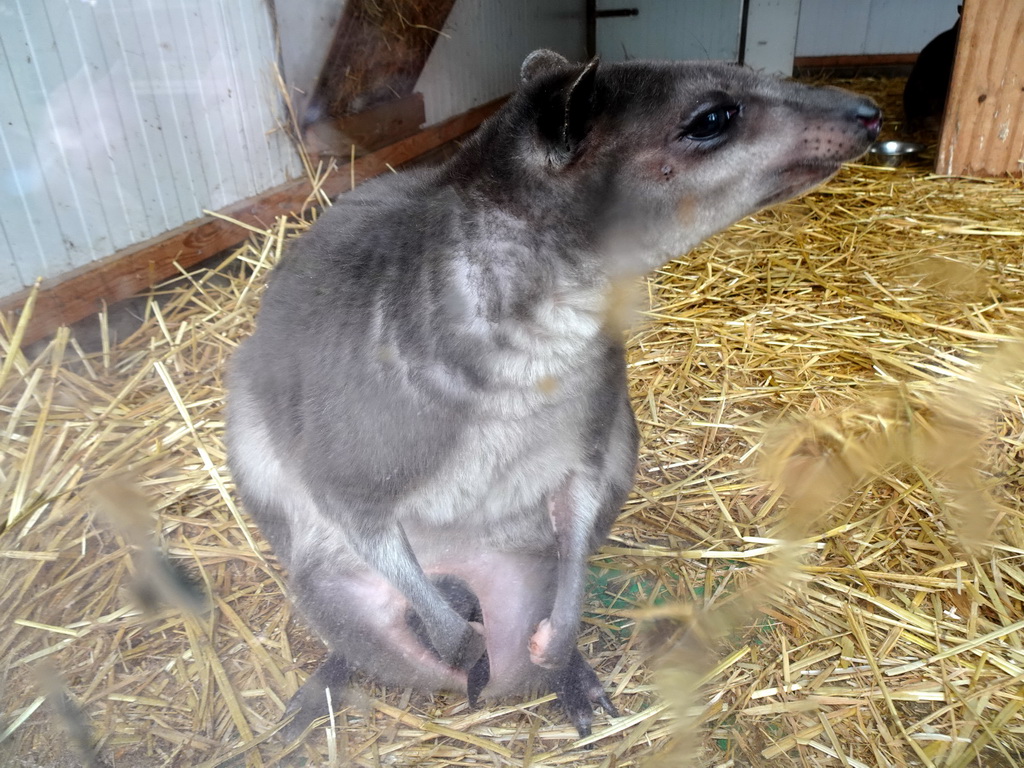 White-striped Dorcopsis at BestZoo