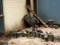 Asian Small-clawed Otters at BestZoo