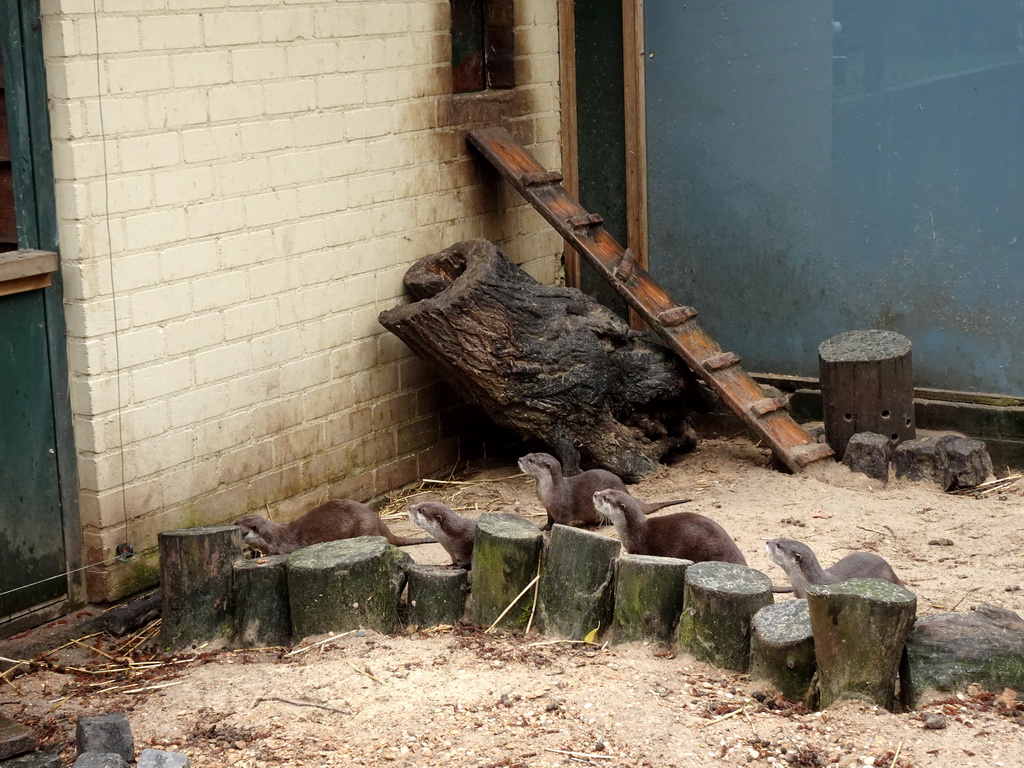 Asian Small-clawed Otters at BestZoo