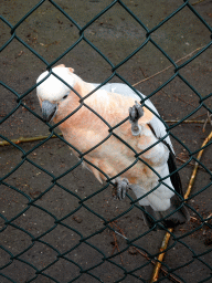 Parrot at BestZoo