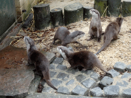 Asian Small-clawed Otters at BestZoo