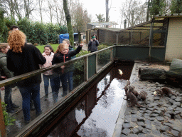 Zookeeper feeding chicks to the Asian Small-clawed Otters at BestZoo