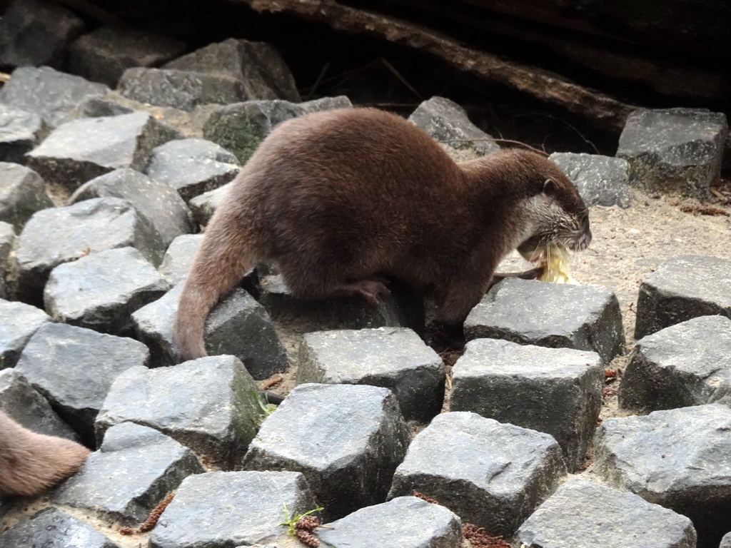 Asian Small-clawed Otter eating chicks at BestZoo