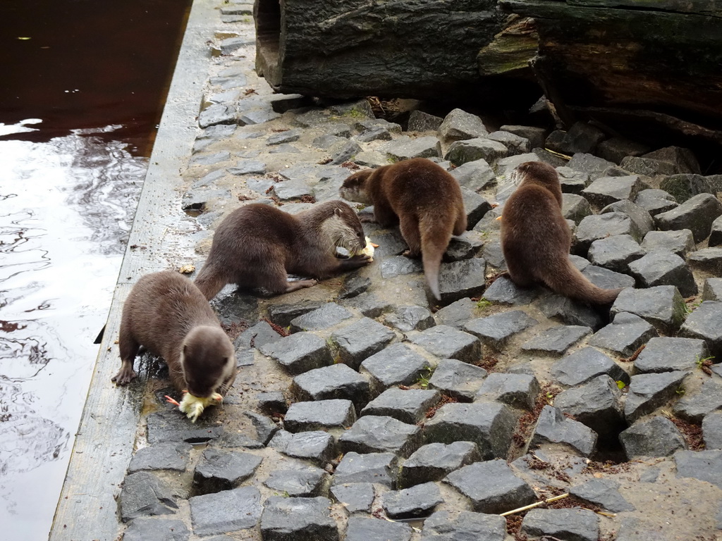 Asian Small-clawed Otters eating chicks at BestZoo