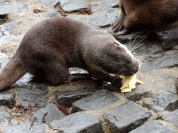 Asian Small-clawed Otter eating chicks at BestZoo