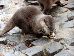 Asian Small-clawed Otter eating chicks at BestZoo