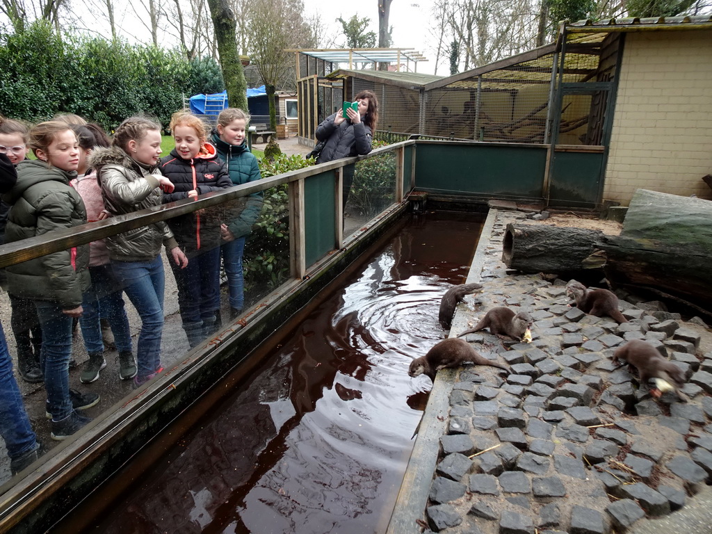 Asian Small-clawed Otters eating chicks at BestZoo