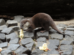 Asian Small-clawed Otter eating chicks at BestZoo