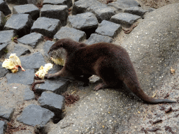 Asian Small-clawed Otter eating chicks at BestZoo