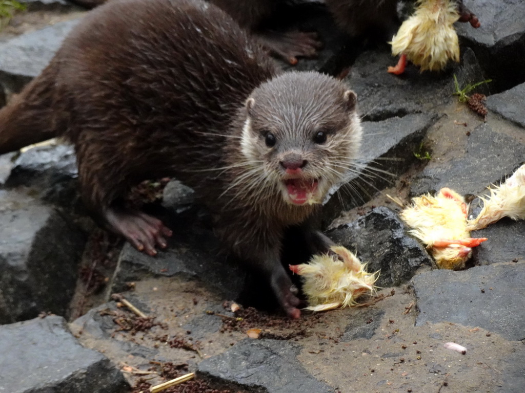 Asian Small-clawed Otter eating chicks at BestZoo