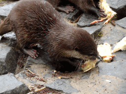 Asian Small-clawed Otter eating chicks at BestZoo