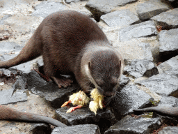 Asian Small-clawed Otter eating chicks at BestZoo