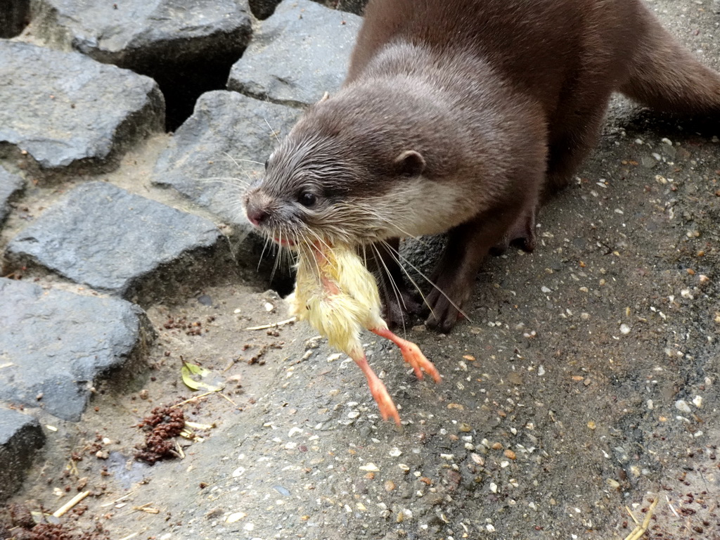 Asian Small-clawed Otter eating chicks at BestZoo