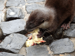 Asian Small-clawed Otter eating chicks at BestZoo