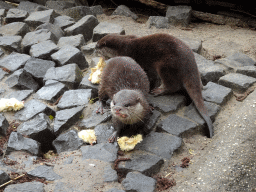 Asian Small-clawed Otters eating chicks at BestZoo