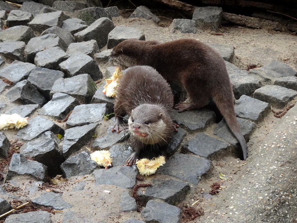 Asian Small-clawed Otters eating chicks at BestZoo