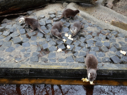 Asian Small-clawed Otters eating chicks at BestZoo