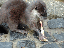 Asian Small-clawed Otter eating chicks at BestZoo