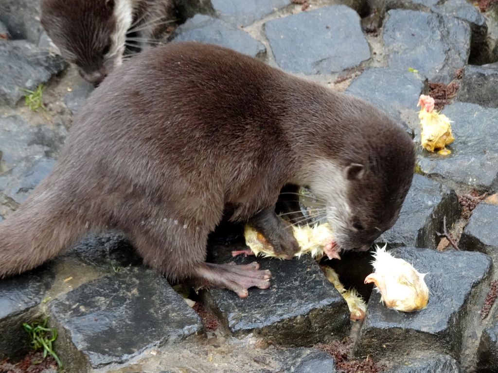 Asian Small-clawed Otter eating chicks at BestZoo