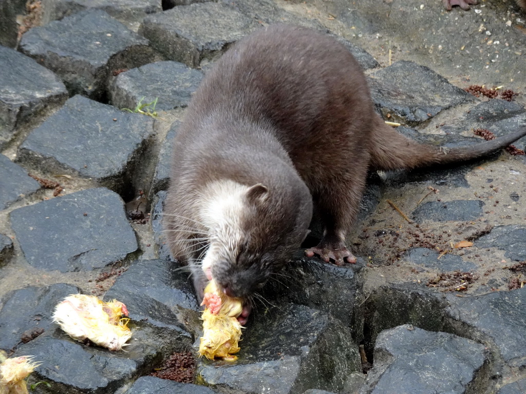 Asian Small-clawed Otter eating chicks at BestZoo