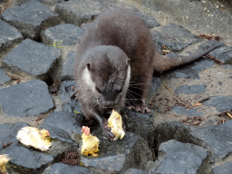 Asian Small-clawed Otter eating chicks at BestZoo
