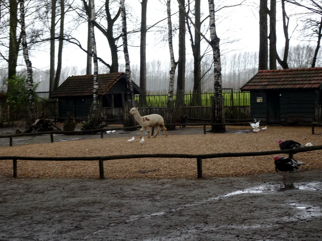 Llama and Turkeys at the petting zoo at BestZoo