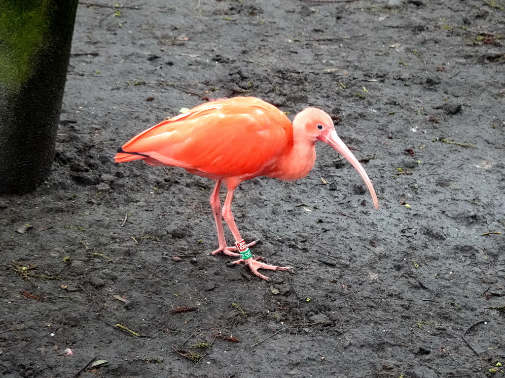 Scarlet Ibis at BestZoo