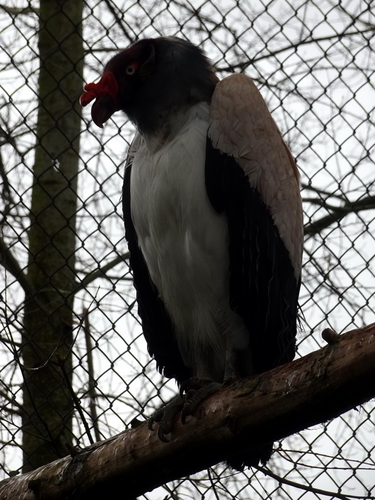 King Vulture at BestZoo