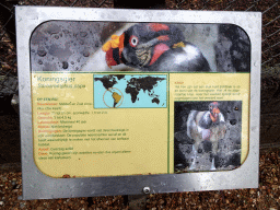 Explanation on the King Vulture at BestZoo