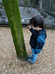 Max playing with a twig at BestZoo