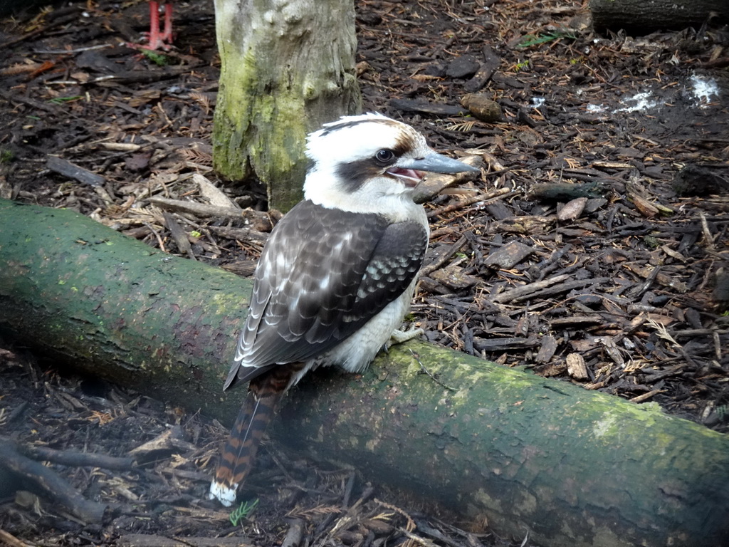 Laughing Kookaburra at BestZoo