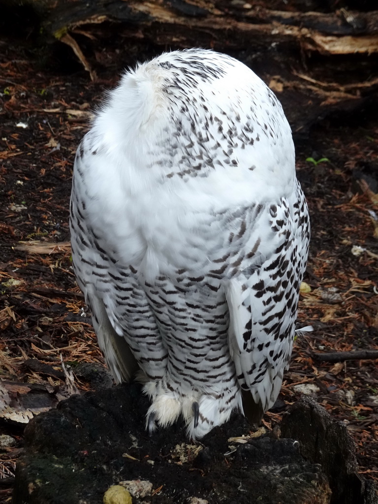 Snowy Owl at BestZoo