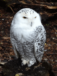 Snowy Owl at BestZoo