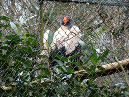 King Vulture at BestZoo, viewed from the Molenkampseweg street