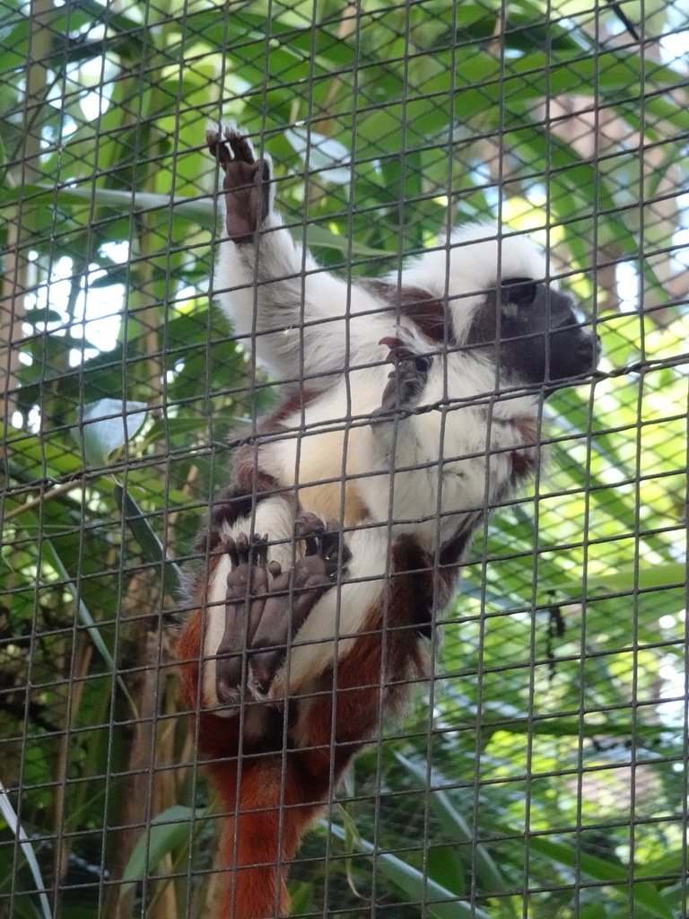 Cotton-top Tamarin at BestZoo